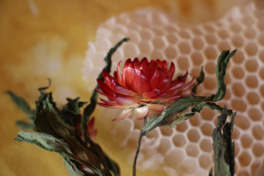 A dried coppery rose coloured helichrysum with dried curled leaves laid on a piece of natural honeycomb